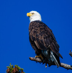 american bald eagle