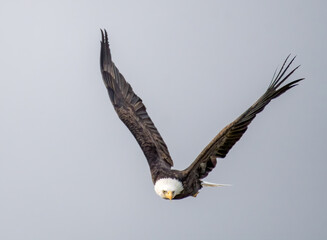 bald eagle in flight