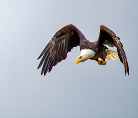 american bald eagle diving