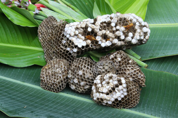 wasps nests