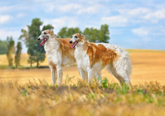 Two beautiful russian borzoi dogs