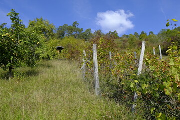 Landschaft im NSG Trockengebiete bei Machtilshausen,  Landkreis Bad Kissingen, Unterfranken, Franken, Bayern, Deutschland