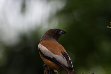 Rufous Treepie