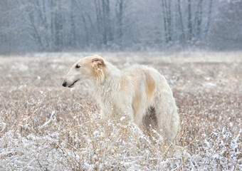 Fototapeta na wymiar Beautiful russian borzoi dog in snow