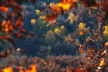 nature in the last days of golden autumn