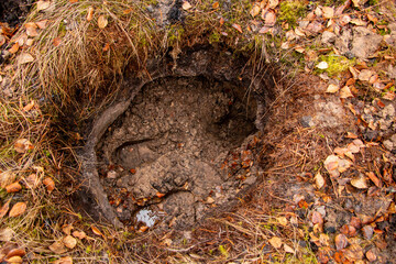 old non-deep pit from explosion of bombs or min, filled with water and leaves in autumn forest, on old abandoned polygon.