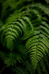 Close up of fresh green common lady fern (Athyrium filix-femina) with fan shaped leaves. Also suitable as an abstract background for themes related to nature and sustainability.