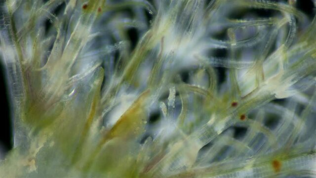 Polychaeta worm, family Sabellidae under a microscope. Video shows Radiole tentacles with many cilia that catch food, as well as gills.