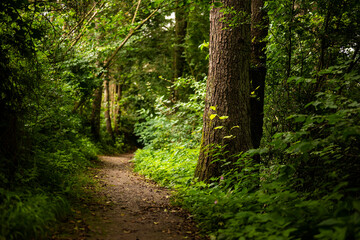 Fototapeta premium Beautiful forest path lined with beech trees, near Lügde, Teutoburg Forest, Germany