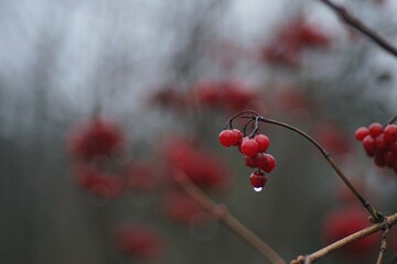 red berries in rain