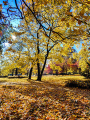 Autumn in the park