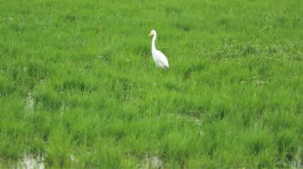 One of the white cranes stands on a green lake