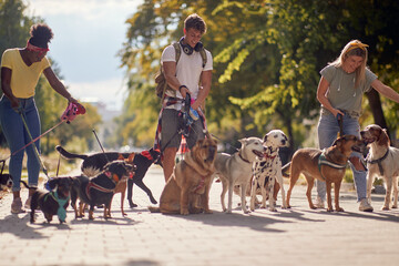 A group of young dog walkers in the park are having good time while walking dogs in the park. Pets, walkers, service