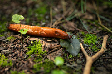 Close up of a red slug (Arion rufus) crawling over a forest floor. The red slug is known from a variety of natural habitats such as forests, meadows, gardens and agricultural landscapes.