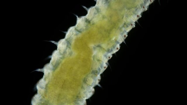 Polychaeta worm, family Sabellidae under a microscope. Filter, lives in a lime tube. Has Radiole tentacles with many cilia