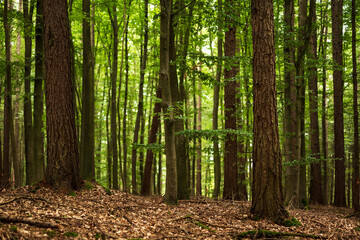 Trunks of spruce and beech trees in a mixed forest, Weserbergland, Germany