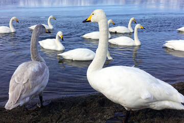 Obraz premium Swan at Lake Kussharo in Hokkaido, Japan