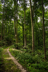 Single trail footpath in a beautiful green beech tree forest on the Kanzelweg hiking trail near Detmold, Teutoburg Forest, Germany