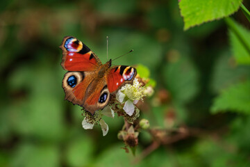 European peacock (Aglais io) butterfly sitting on a blackberry blossom. Recognizable by its distinctive eye spots, it can be found in woods, fields, meadows, pastures, parks, and gardens.