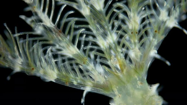 Polychaeta worm, family Sabellidae under a microscope. Video shows Radiole tentacles with many cilia that catch food, as well as gills.