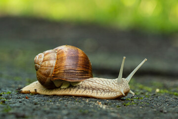 Close up of a Roman snail (Helix pomatia, other common names are Burgundy snail, edible snail, or escargot) on a forest road, Weserbergland, Germany