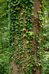 Close up of green ivy tendrils growing up a mighty beech tree trunk