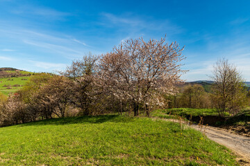 Fototapeta na wymiar Beautiful springtime Bile Karpaty mountains in Czech republic with meadows, blossoming trees and blue sky