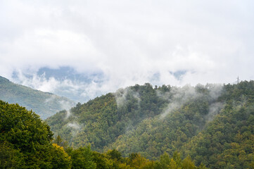 Fog and clouds above green trees in forest. Foggy day in mountains.