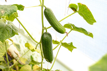 Green cucumber growing on bushes in greenhouse. Growing vegetables. Agriculture.