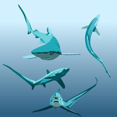 set of long tail shark vector
