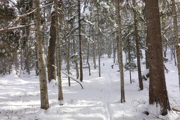 Snow covered forest on mountain in Akan, Hokaido, Japan