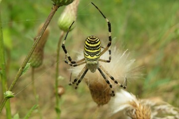Argiope spider on the web on wildflowers background, closeup
