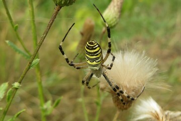 Argiope spider on a cobweb in the garden, closeup