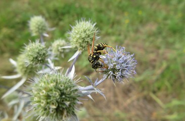 Wasp on green eryngium flower in the meadow, closeup