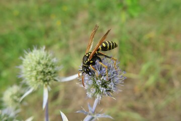 Wasp on eryngium flower in the meadow, closeup
