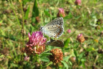 Beautiful polyommatus butterfly on a clover flower in the meadow, closeup
