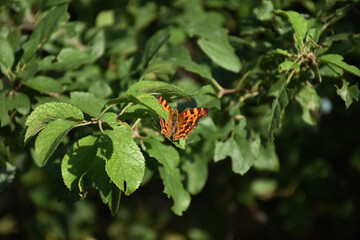 butterfly on a flower