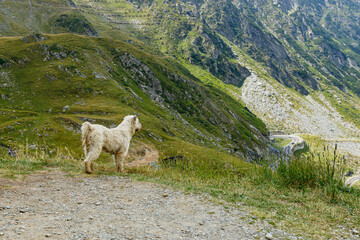 A romanian shepherd in the carpathian	
