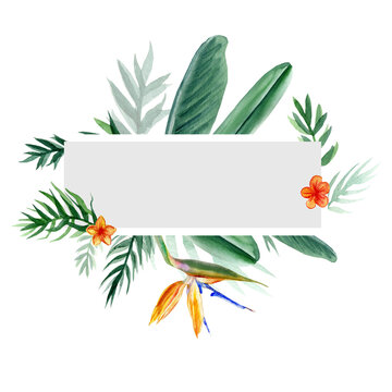 Decorative frame Bird of paradise flower, watercolor Strelitzia reginae, crane flower hand drawn botanical illustration isolated on white backdrop, exotic tropical plant branch Strelicia greeting card
