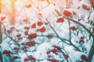 Red rowan in winter. Rowan clusters on the branches covered with snow