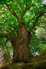 Mighty old chestnut tree along the hiking trail to Tajo Cortés waterfall, Las Alpujarras, Sierra Nevada National Park, Andalusia, Spain