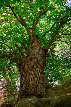 Mighty old chestnut tree along the hiking trail to Tajo Cort&eacute;s waterfall, Las Alpujarras, Sierra Nevada National Park, Andalusia, Spain