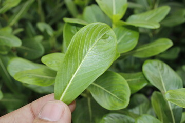 A picture of leafs with selective focus