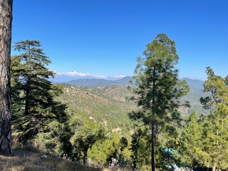 Mountains with green forest and snow