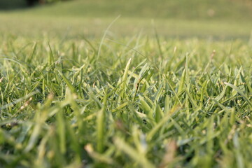 A picture of green grass with selective focus