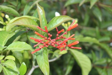 A picture of flower with selective focus