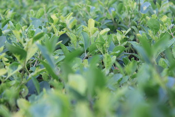 A picture of leafs with selective focus