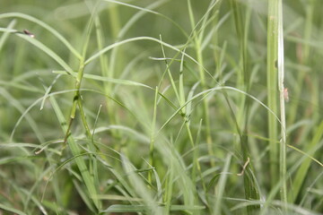 A picture of green grass with selective focus