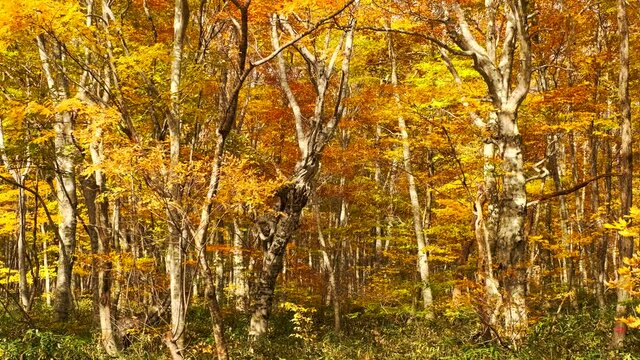 【自然】紅葉した秋の楓　鳥取県の大山	