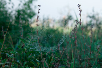 spider web with dew at dawn